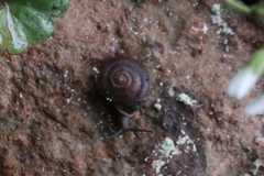 Helicigona lapicida