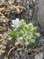 Cnidoscolus maculatus