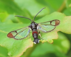 Synanthedon formicaeformis