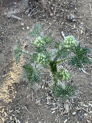 Cnidoscolus maculatus