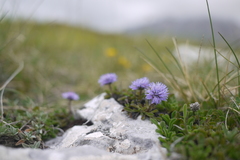 Globularia meridionalis