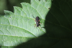 Vulgichneumon saturatorius