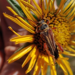 Stenopterus mauritanicus