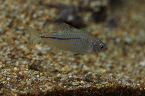 Rhodeus suigensis