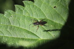 Vulgichneumon saturatorius