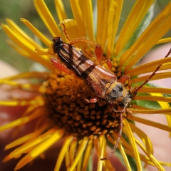 Stenopterus mauritanicus