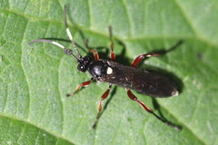 Vulgichneumon saturatorius
