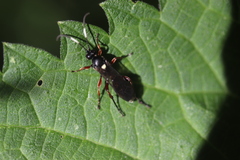 Vulgichneumon saturatorius