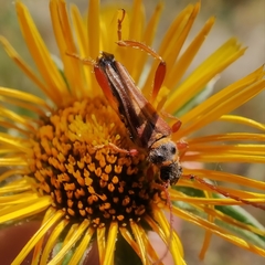 Stenopterus mauritanicus