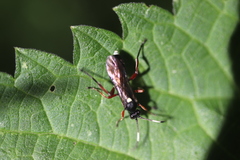 Vulgichneumon saturatorius