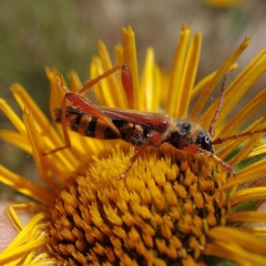 Stenopterus mauritanicus