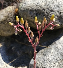Dudleya saxosa aloides
