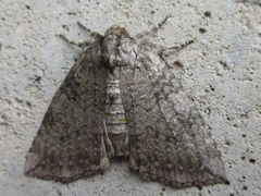 Tethea ampliata