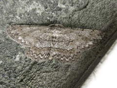 Hypomecis punctinalis