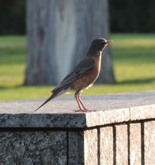 Turdus migratorius