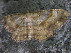 Polymixinia appositaria