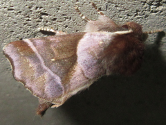 Gonoclostera timoniorum