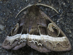 Metopta rectifasciata