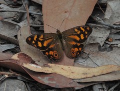 Heteronympha banksii banksii