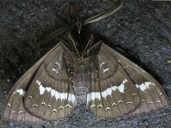 Metopta rectifasciata