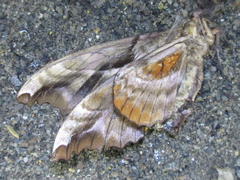 Phyllosphingia dissimilis