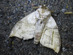 Gangarides coreanus