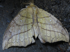 Gangarides coreanus