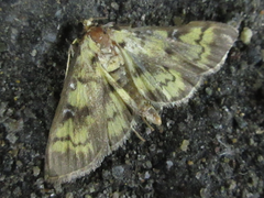 Goniorhynchus exemplaris