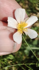 Ranunculus pyrenaeus