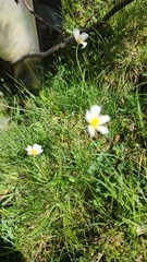 Ranunculus pyrenaeus