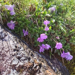 Primula integrifolia
