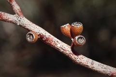 Eucalyptus gracilis
