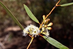 Eucalyptus gracilis