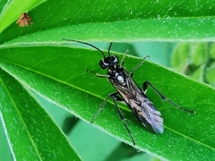Pachyprotasis rapae