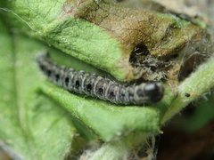 Yponomeuta malinellus