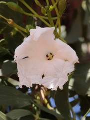 Dolichandrone occidentalis