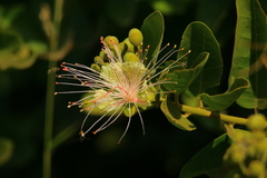 Maerua decumbens