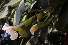 Dolichandrone occidentalis