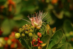 Maerua decumbens