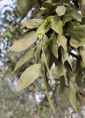 Dolichandrone occidentalis