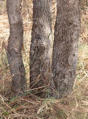 Dolichandrone occidentalis