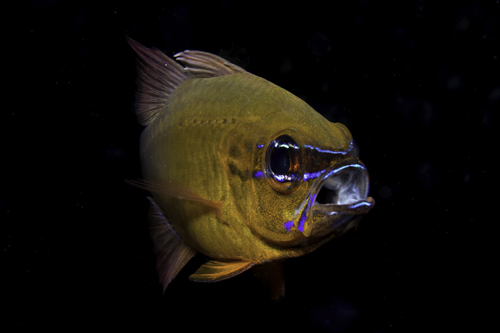 Photo of Golden Cardinalfish (Ostorhinchus aureus)