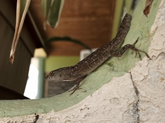 Anolis sagrei
