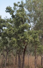 Dolichandrone occidentalis