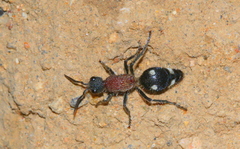 Dolichomutilla sycorax