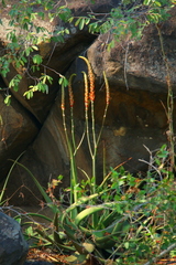 Aloe lutescens