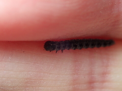 Yponomeuta malinellus