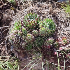 Sempervivum × alatum
