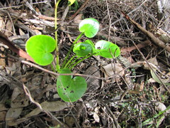 Ornduffia marchantii