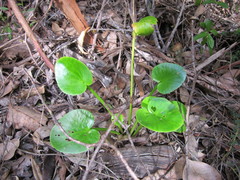 Ornduffia marchantii